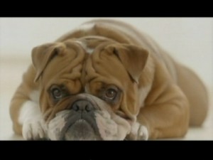 Bulldog