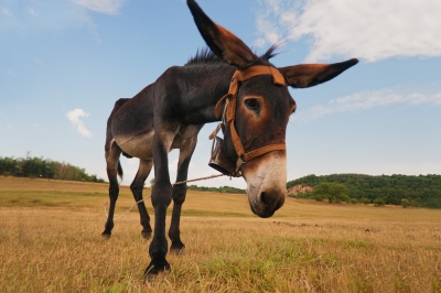 Curious Donkey by Evgeni Dinev courtesy of FreeDigitalPhotos.net